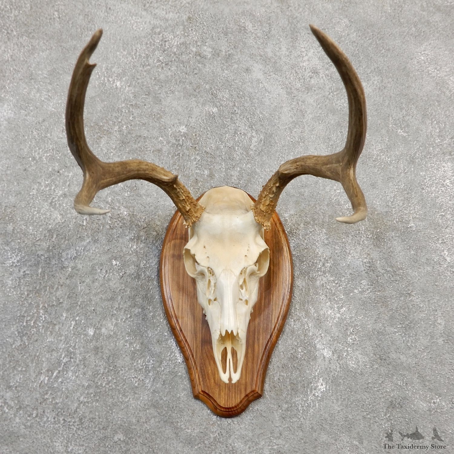 Mule Deer Skull European Mount For Sale #20030 @ The Taxidermy Store