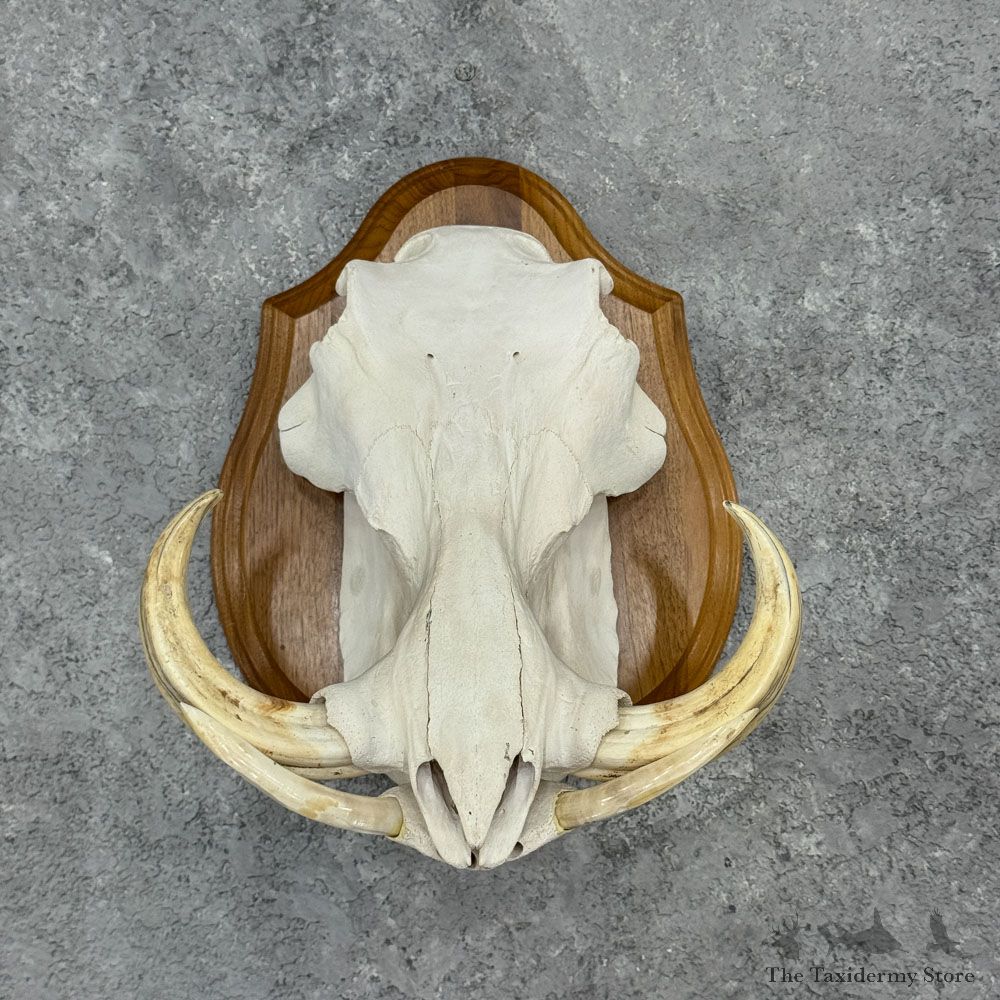 African Warthog Full Skull For Sale #32396 @ The Taxidermy Store