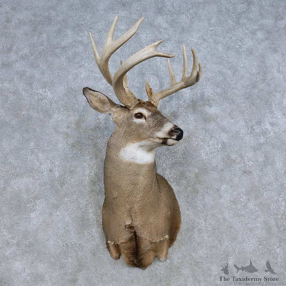 Whitetail Deer Shoulder Mount For Sale #14806 @ The Taxidermy Store
