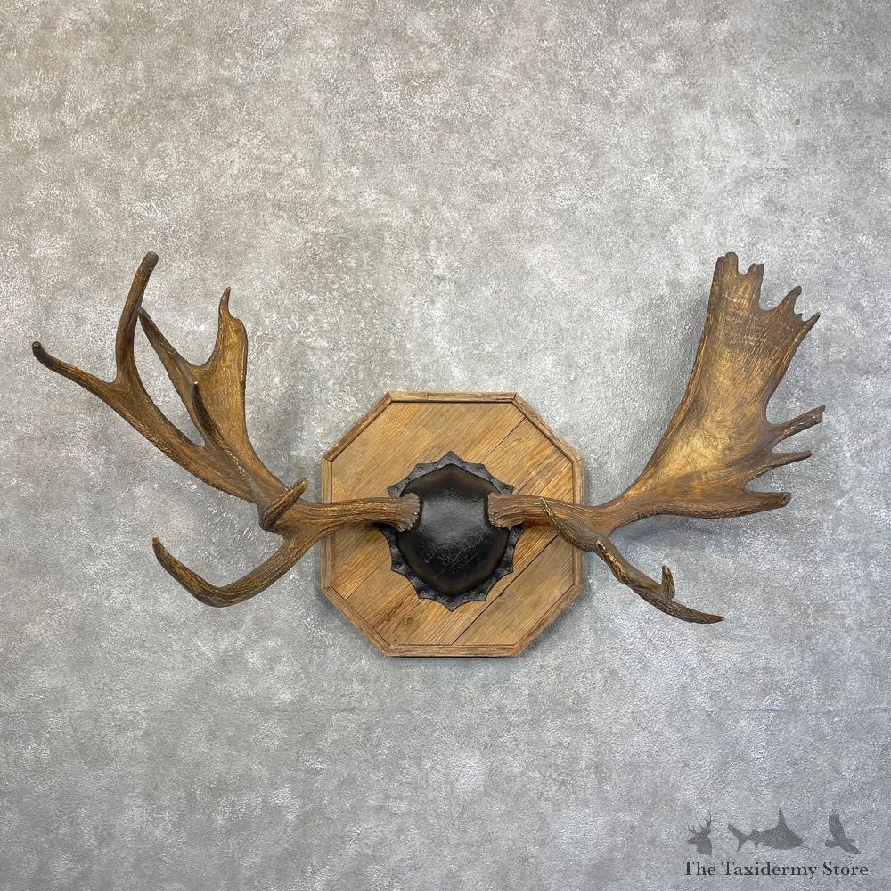 Moose Antler Plaque For Sale #24613 @ The Taxidermy Store
