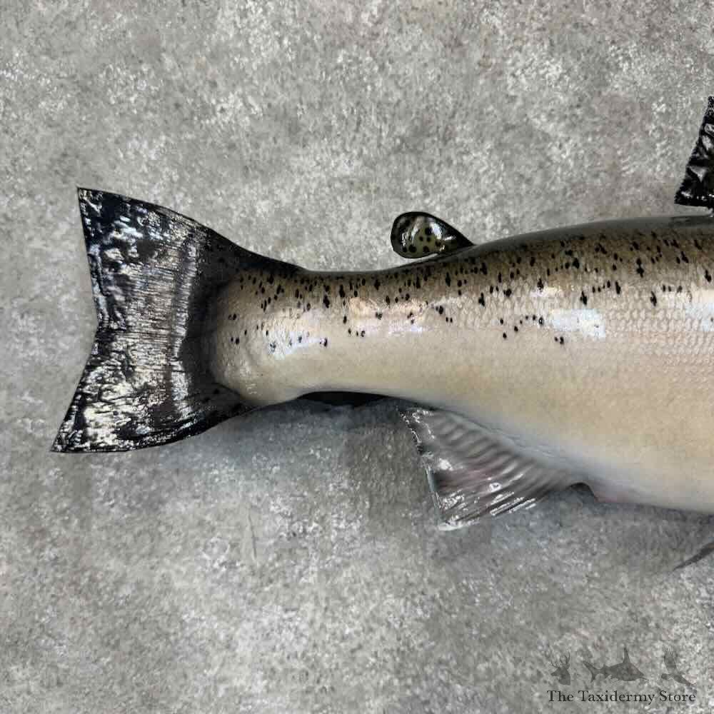Coho Salmon Fish Mount For Sale #31680 @ The Taxidermy Store