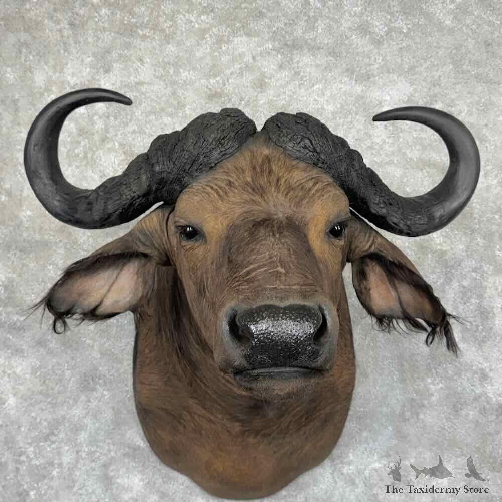 African Cape Buffalo Shoulder Mount For Sale #32163 @ The Taxidermy Store
