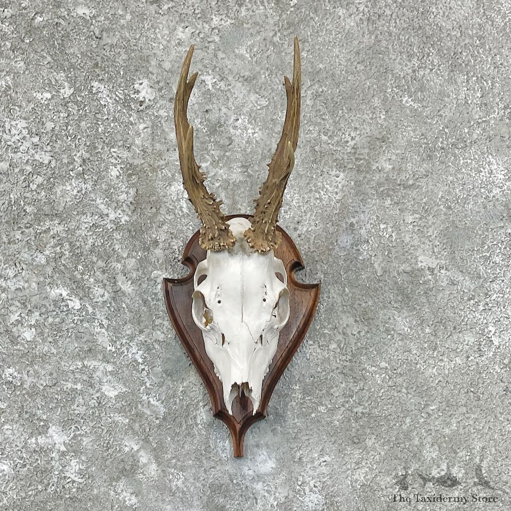 European Roe Deer Skull Mount For Sale #27046 @ The Taxidermy Store