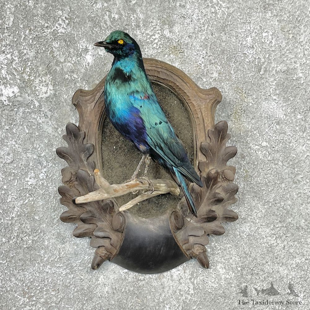 Greater Blue-Eared Starling Life-Size Taxidermy Mount For Sale #25289 @ The Taxidermy Store