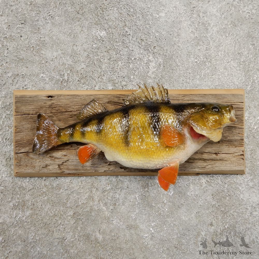 Yellow Perch Fish Mount For Sale #20968 @ The Taxidermy Store