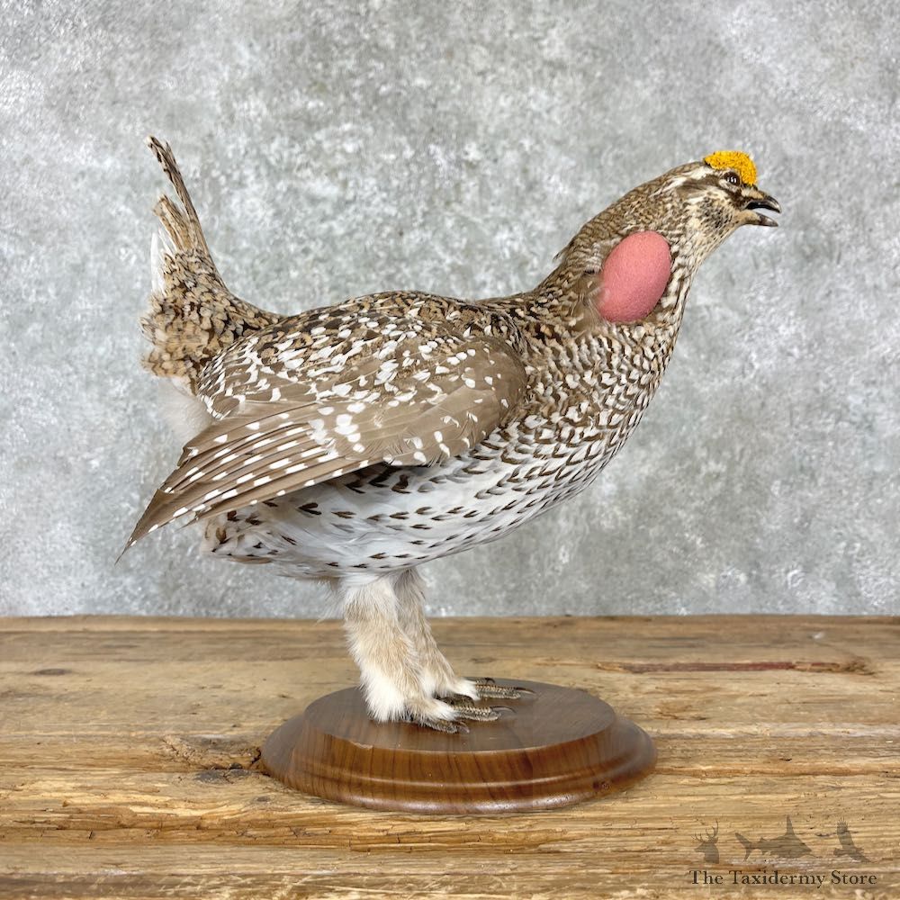 Sharp-tailed Grouse Bird Mount For Sale #27173 @ The Taxidermy Store