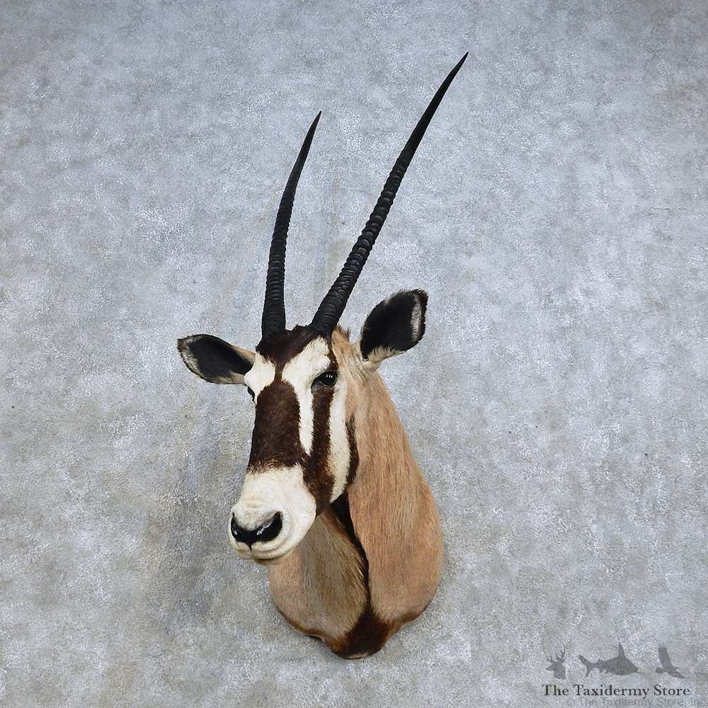 African Gemsbok Shoulder Mount For Sale #14592 @ The Taxidermy Store