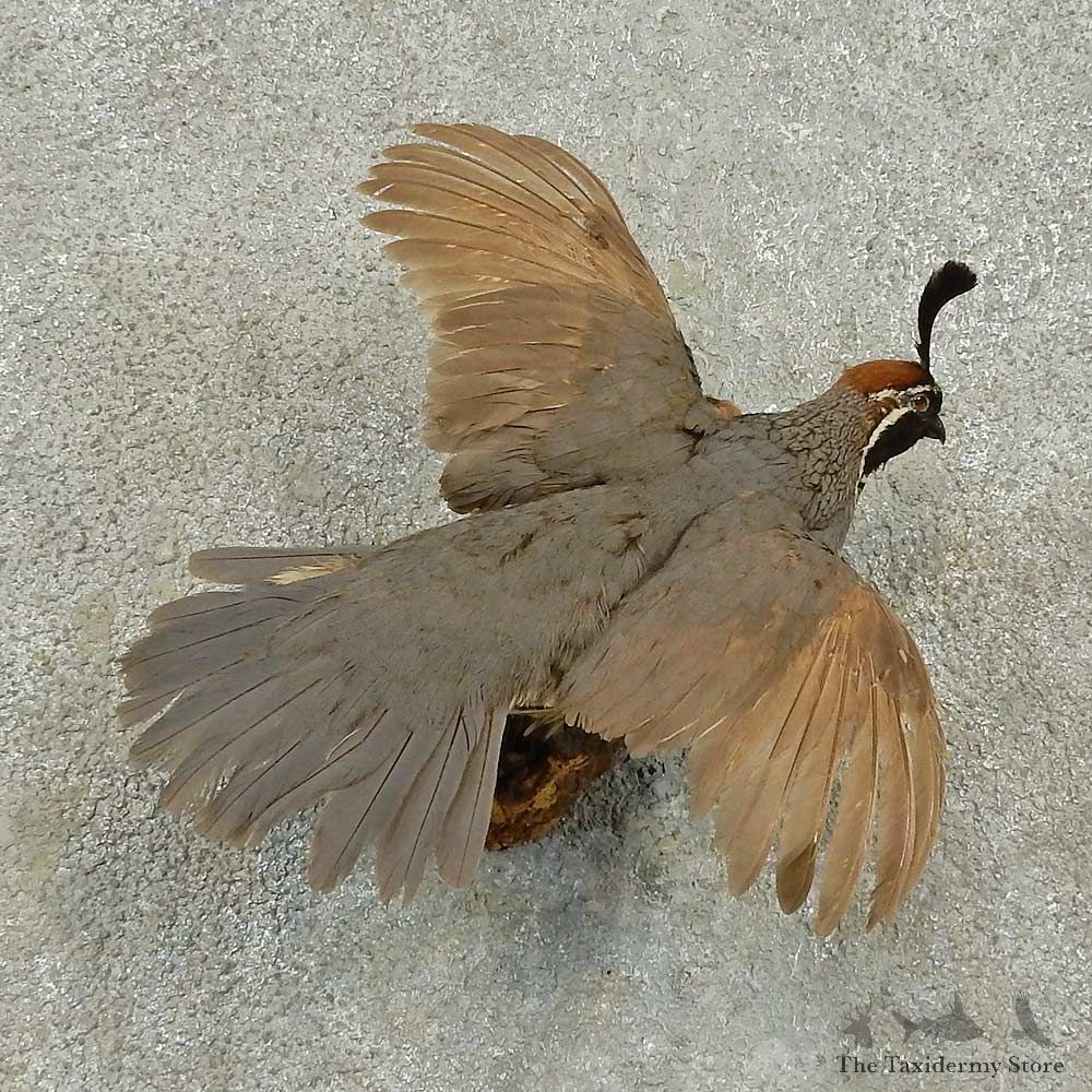 Gambel’s Quail Bird Mount For Sale #16768 @ The Taxidermy Store