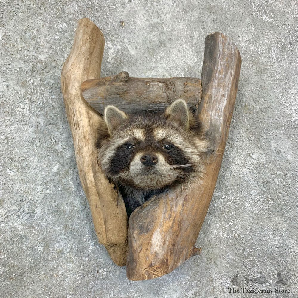 Raccoon Shoulder Mount For Sale #23166 @ The Taxidermy Store