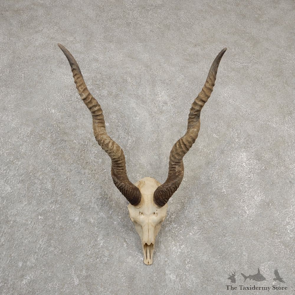 Blackbuck Skull & Horn European Mount For Sale #20552 @ The Taxidermy Store