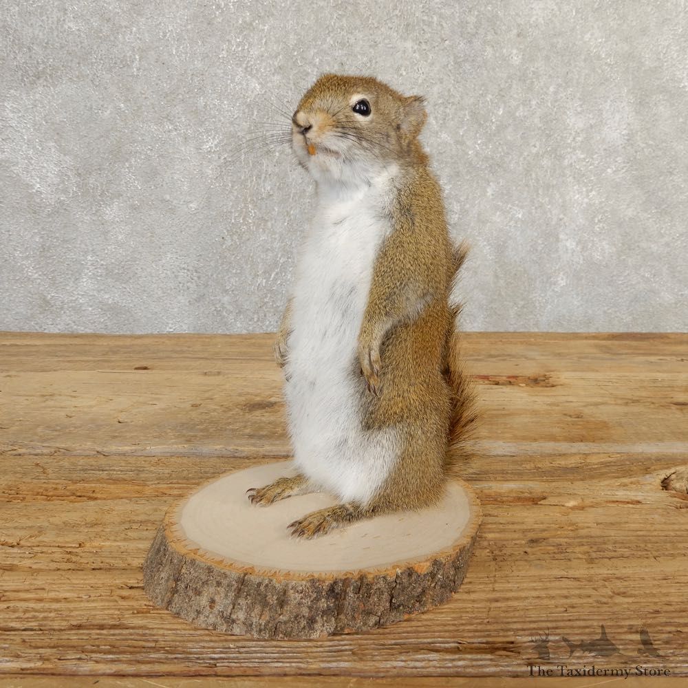 Red Squirrel Life-Size Mount For Sale #20759 @ The Taxidermy Store
