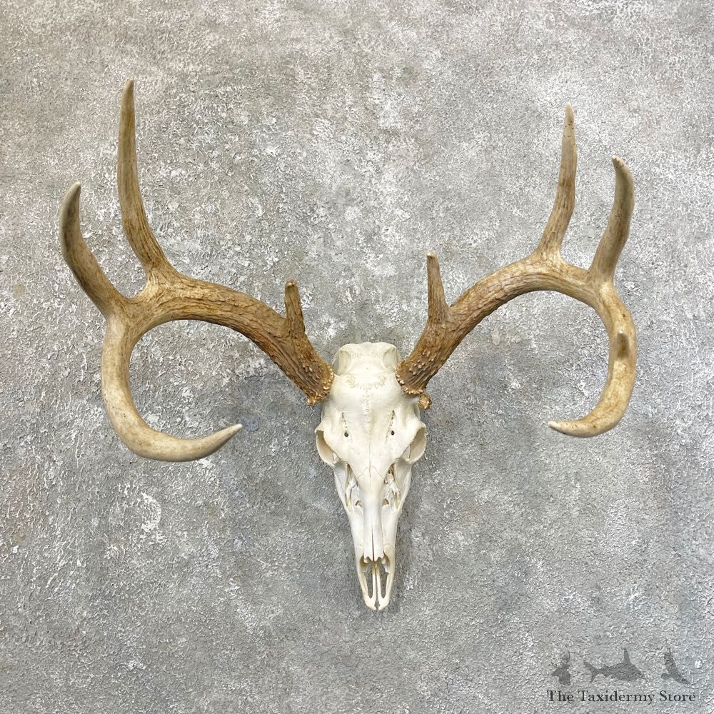 Whitetail Deer Skull European Mount For Sale #25173 @ The Taxidermy Store