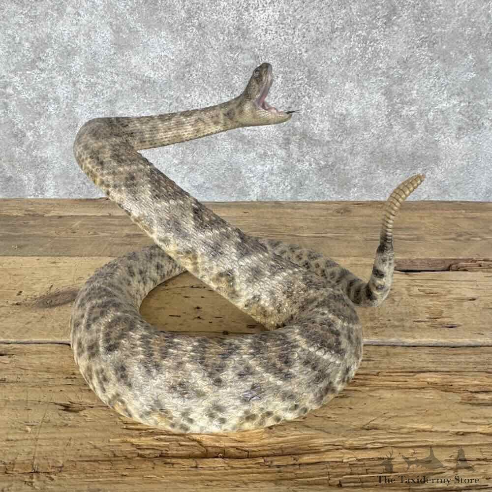 Western Diamondback Rattlesnake Mount For Sale #31828 @ The Taxidermy Store