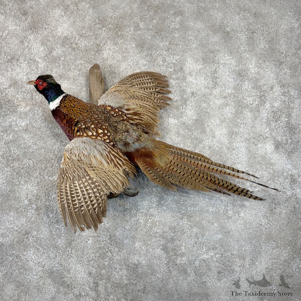 Ringneck Pheasant Bird Mount For Sale #29907 @ The Taxidermy Store