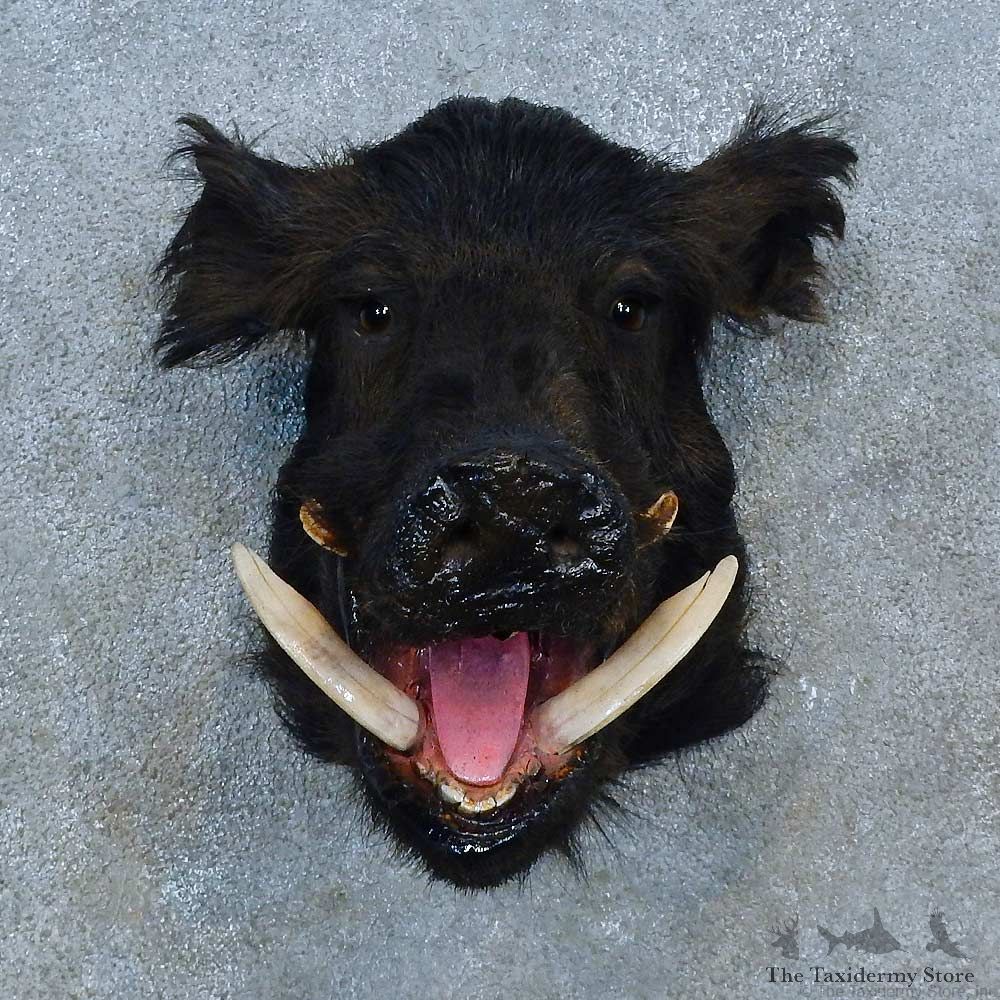 Black Boar Shoulder Mount For Sale #15532 @ The Taxidermy Store