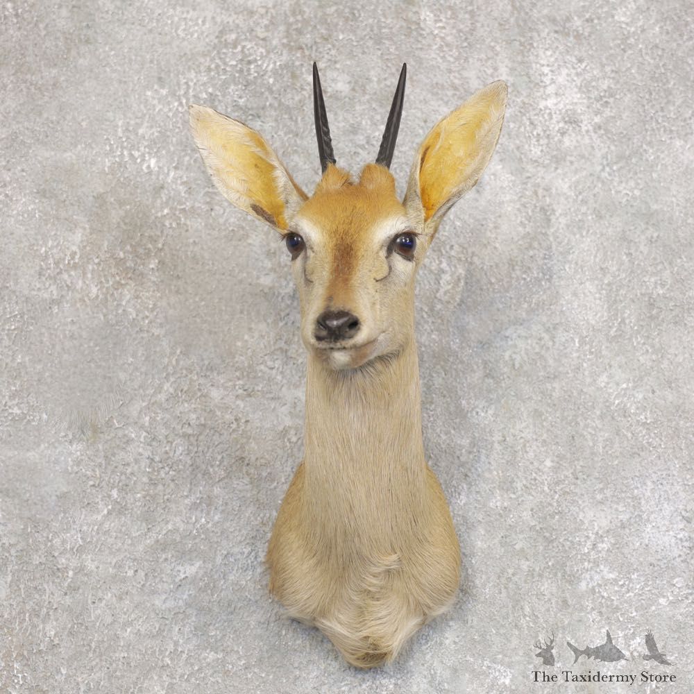 Bush Duiker Shoulder Mount For Sale #22237 @ The Taxidermy Store