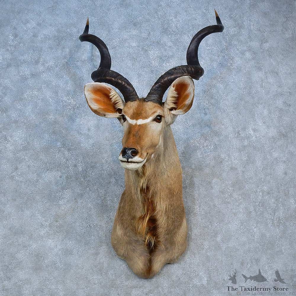 Greater Kudu Shoulder Mount For Sale #15311 @ The Taxidermy Store