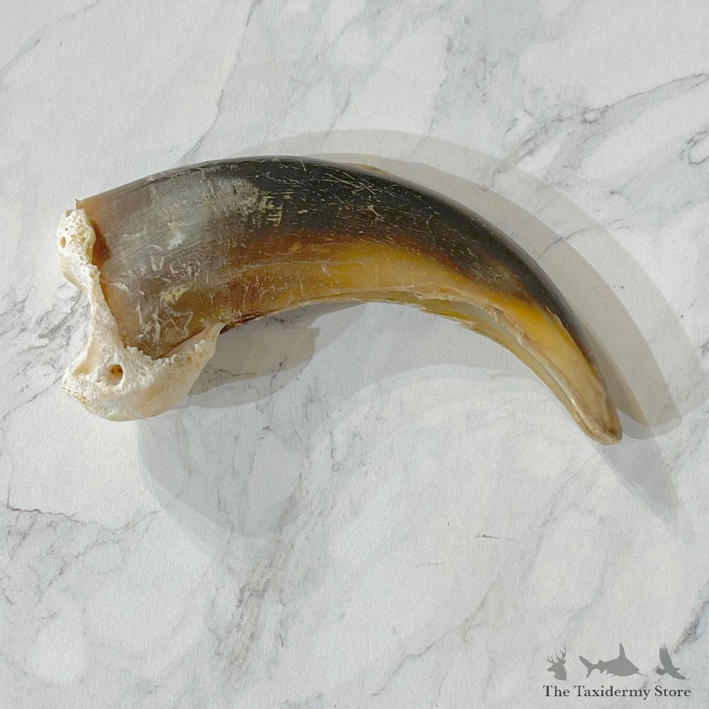 Grizzly Bear Claw For Sale #24904 - The Taxidermy Store