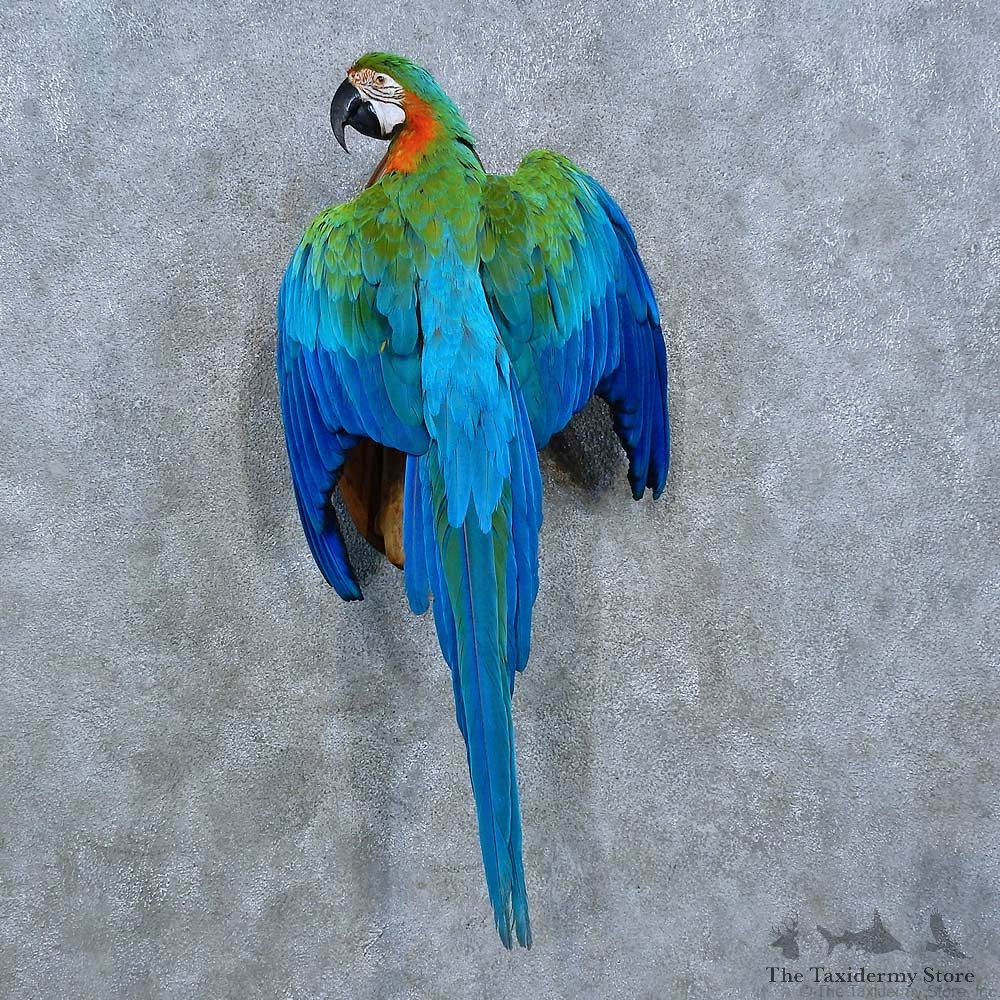 Catalina Macaw Bird Mount For Sale #15421 @ The Taxidermy Store