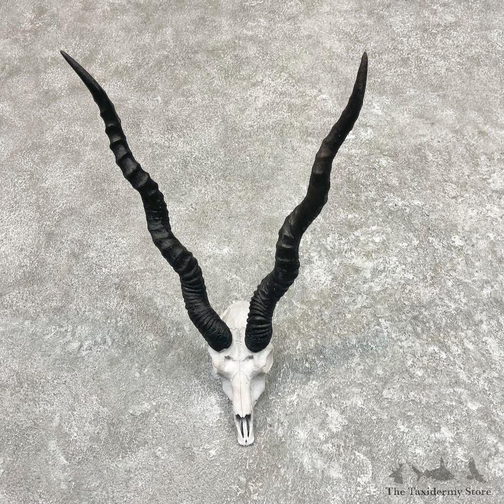 Blackbuck Skull & Horn European Mount For Sale #27629 @ The Taxidermy Store
