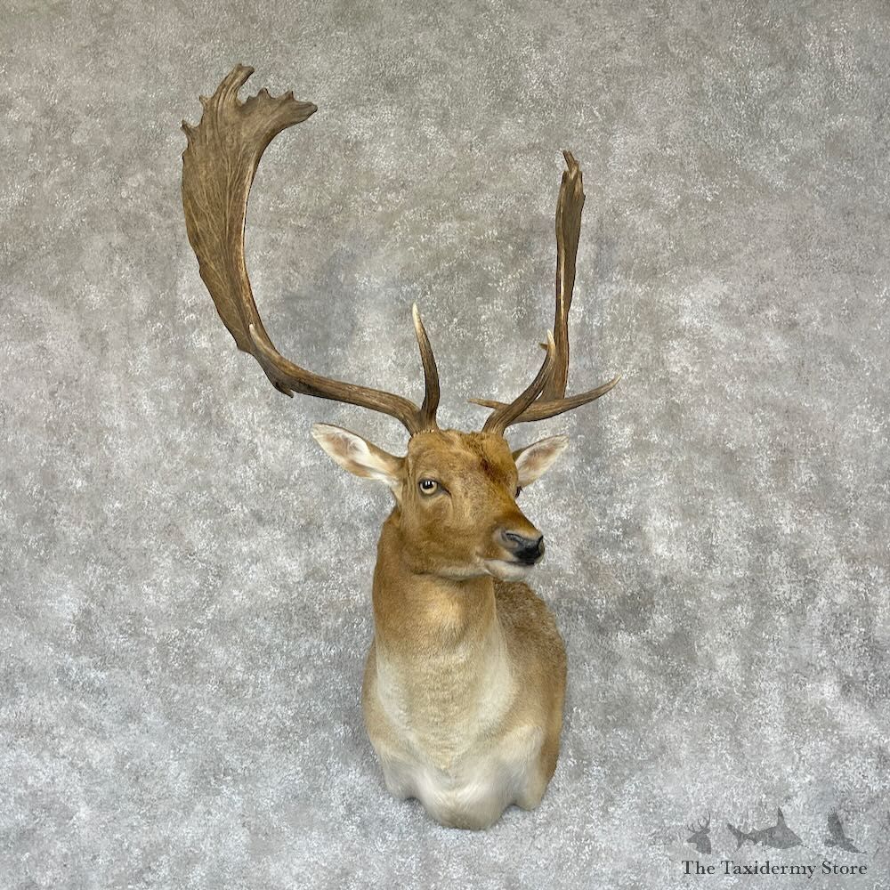 Fallow Deer Shoulder Mount For Sale #28181 @ The Taxidermy Store