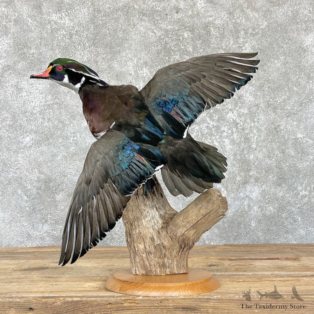 Wood Duck Bird Mount For Sale #26457 - The Taxidermy Store