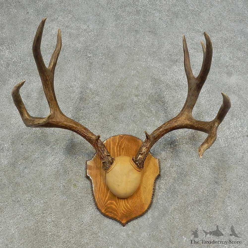 Mule Deer Skull European Mount For Sale #16624 @ The Taxidermy Store