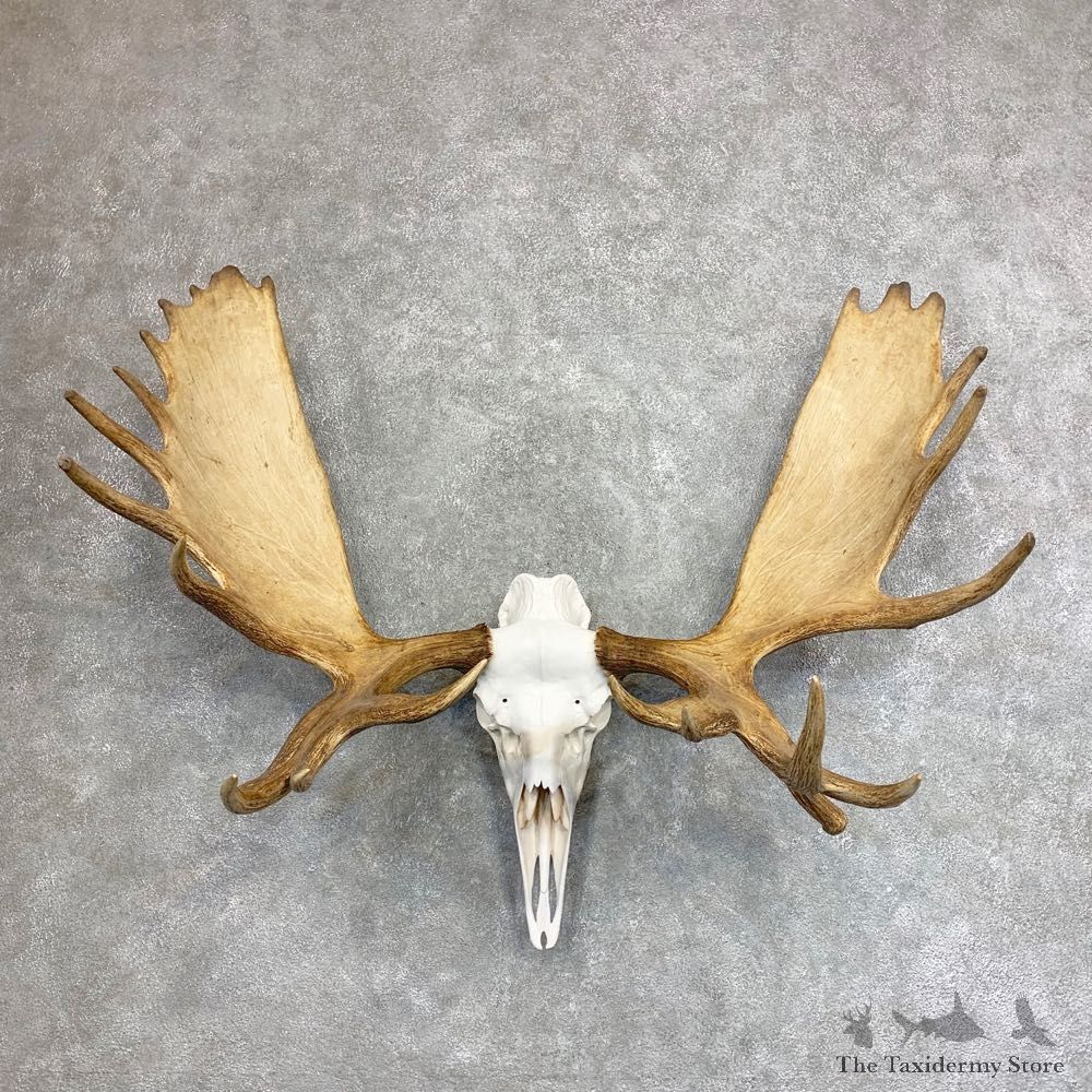 Alaskan Yukon Moose Skull European Mount For Sale #21951 @ The Taxidermy Store