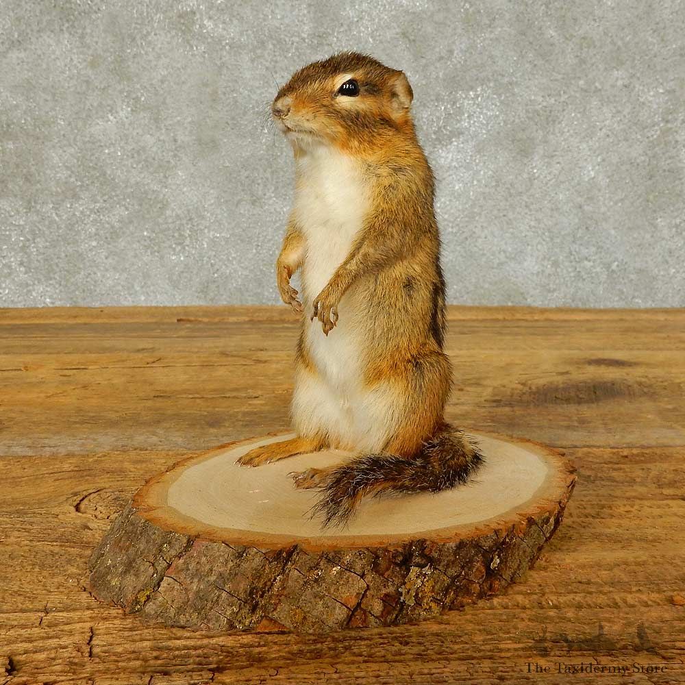 Canoe Chipmunk Novelty Mount For Sale #16325 @ The Taxidermy Store