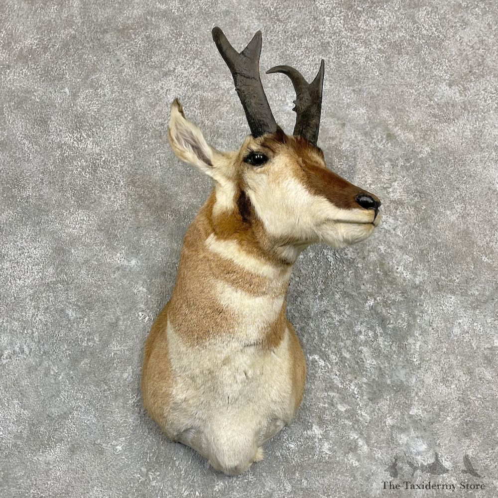 Pronghorn Antelope Shoulder Mount For Sale #27280 @ The Taxidermy-Store
