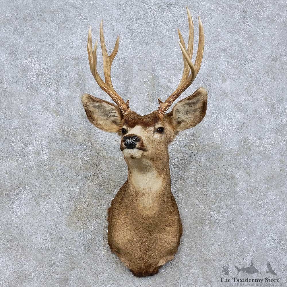 Mule Deer Taxidermy Shoulder Mount For Sale #15809 @ The Taxidermy Store