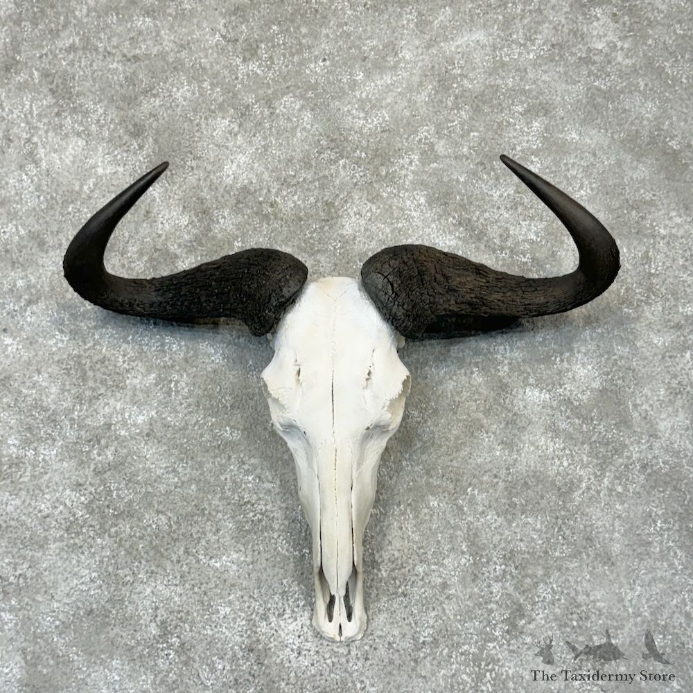 Blue Wildebeest Skull Horns European Mount For Sale #29784 @ The Taxidermy Store