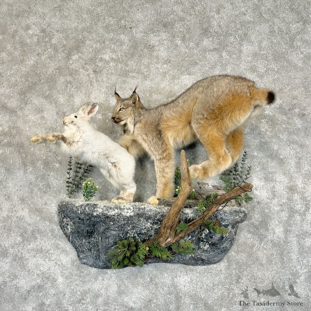 Canadian Lynx Life-Size Mount For Sale #29253 @ The Taxidermy Store