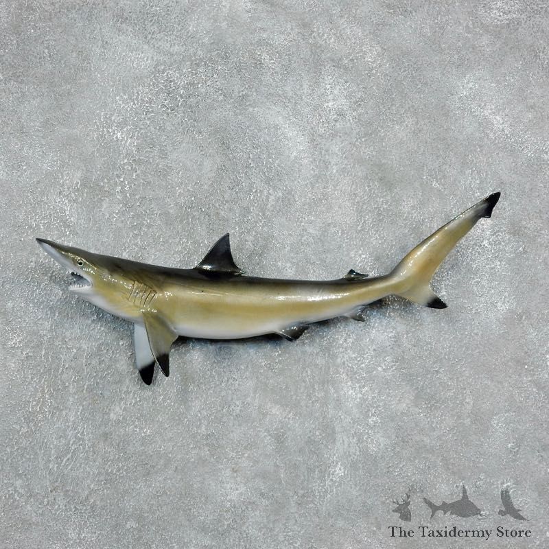 Reproduction Blacktip shark-The Taxidermy Store-17948