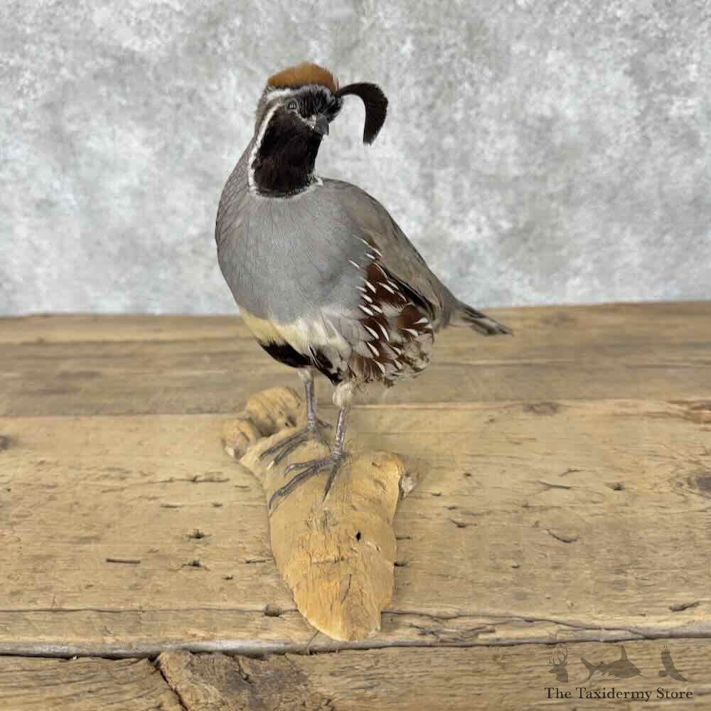 Gambels Quail Bird Mount For Sale #31819 @ The Taxidermy Store