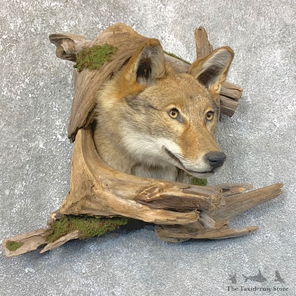 Coyote Shoulder Taxidermy Mount #23746 @ The Taxidermy Store