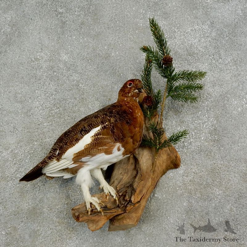 Rock Ptarmigan Bird Mount For Sale #17072 @ The Taxidermy Store