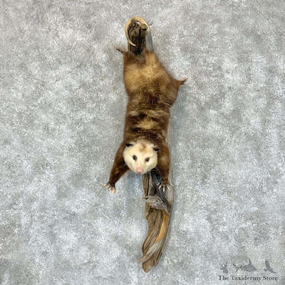 Wall Hanging Opossum Mount For Sale #29381 @ The Taxidermy Store