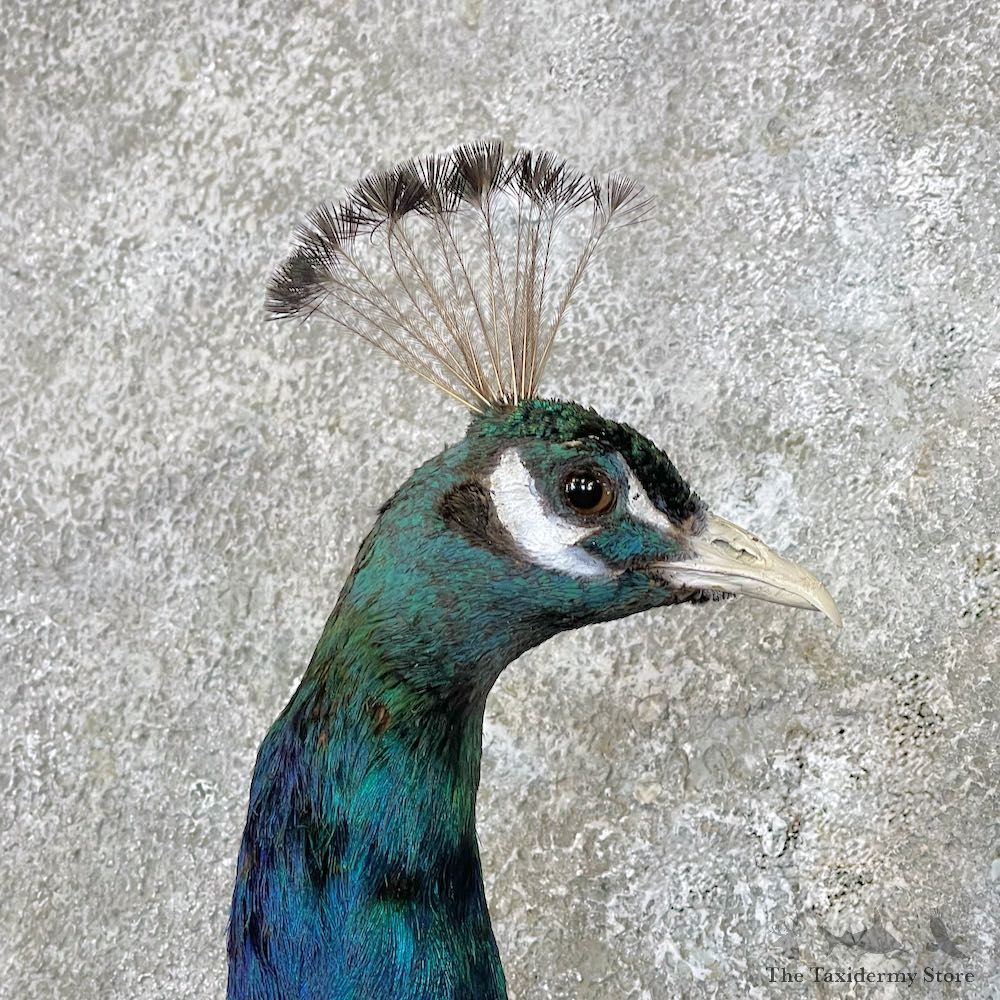 Blue Indian Peacock Bird Mount For Sale #26920 @ The Taxidermy Store