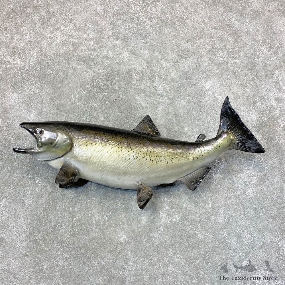 King Salmon Fish Mount For Sale #23650 @ The Taxidermy Store