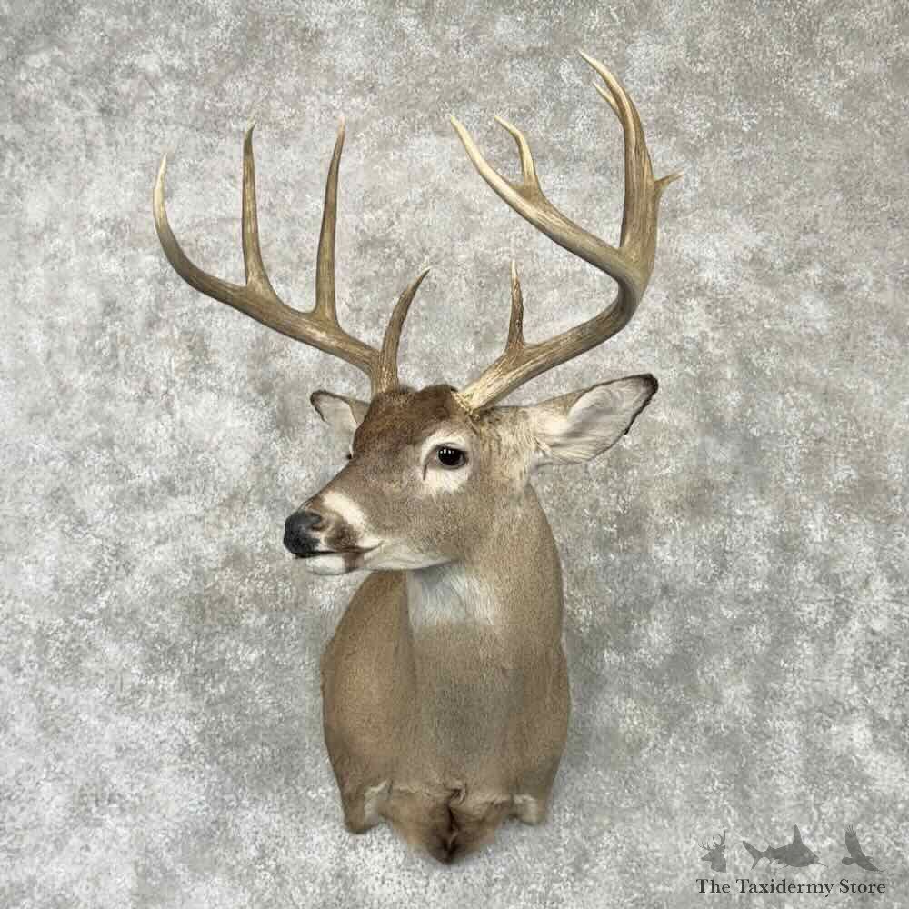 Whitetail Deer Shoulder Mount For Sale #30360 @ The Taxidermy Store