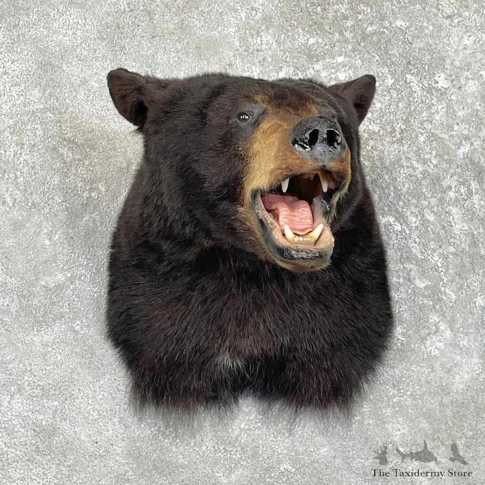 Black Bear Shoulder Mount For Sale #27422 @ The Taxidermy Store