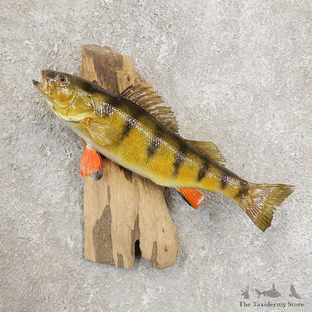 Yellow Perch Fish Mount For Sale #20944 @ The Taxidermy Store