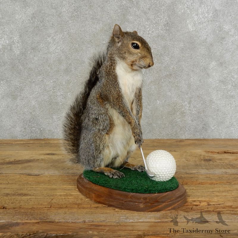Golfing Squirrel Novelty 17109 @Taxidermy Mount For Sale