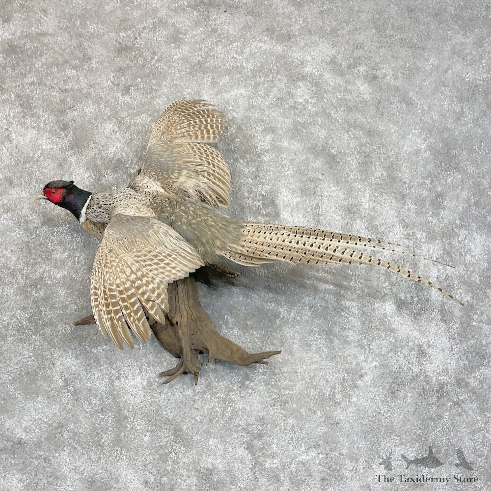 Ringneck Pheasant Bird Mount For Sale #28729 @ The Taxidermy Store