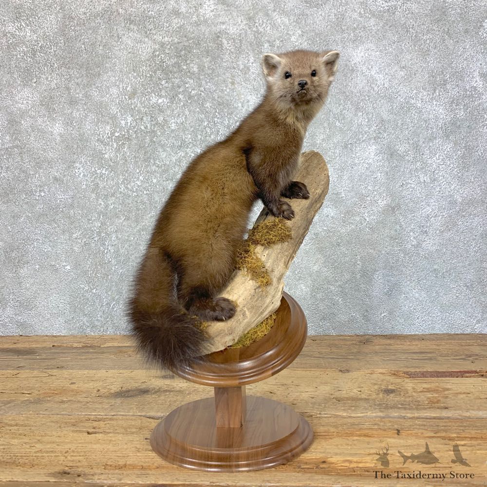 American Pine Marten Mount For Sale #23928 @ The Taxidermy Store