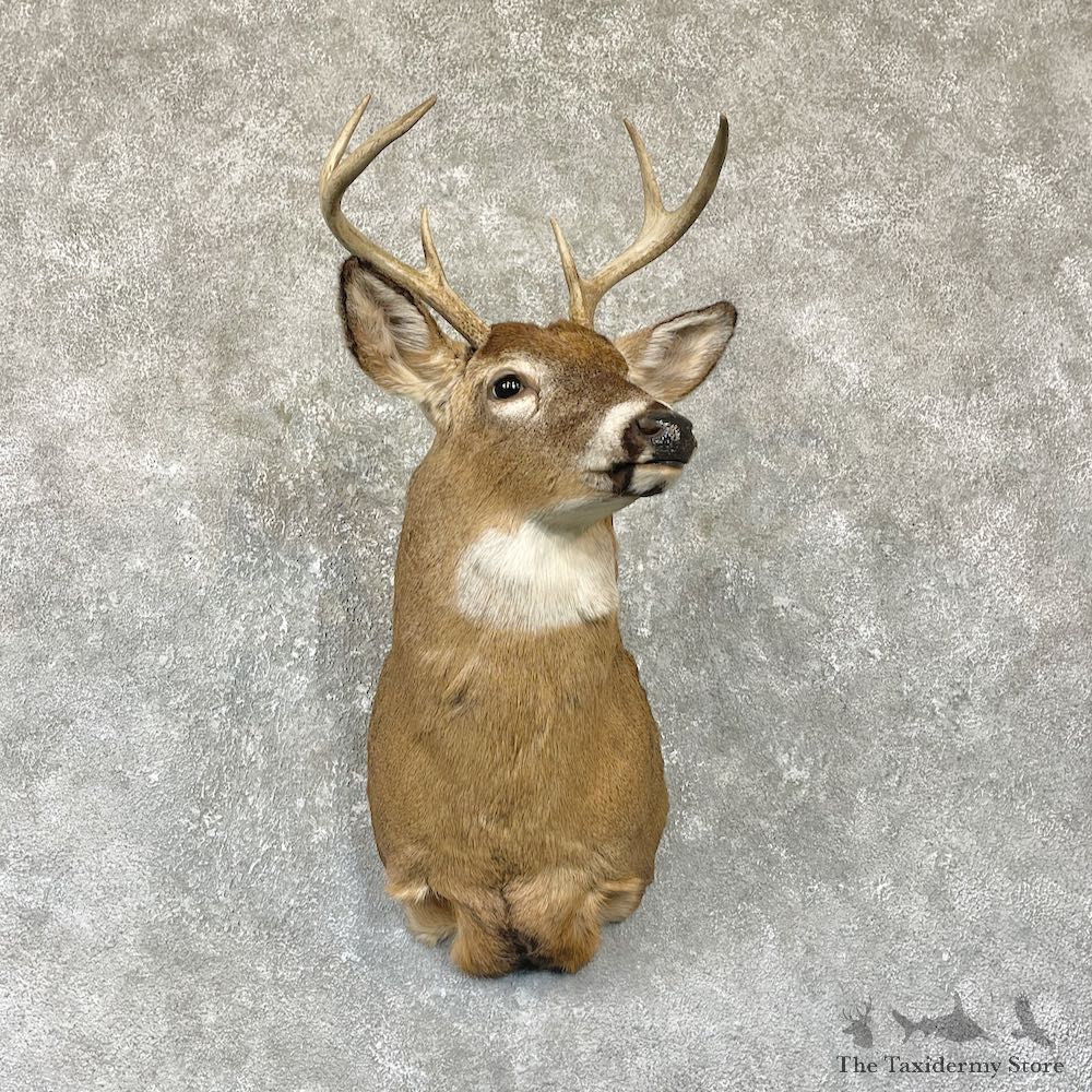 Whitetail Deer Shoulder Mount For Sale #26325 @ The Taxidermy Store