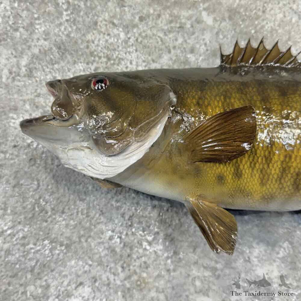 Smallmouth Bass Fish Mount For Sale #32221 @ The Taxidermy Store