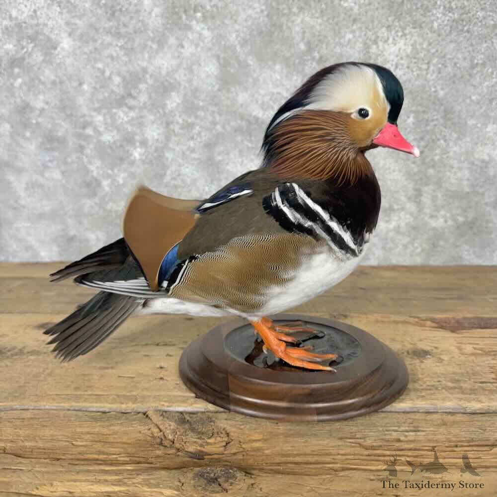 Mandarin Duck Bird Mount For Sale #31612 @ The Taxidermy Store