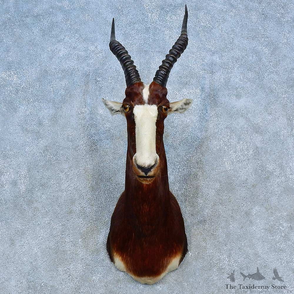 African Blesbok Shoulder Mount For Sale #15482 @ The Taxidermy Store